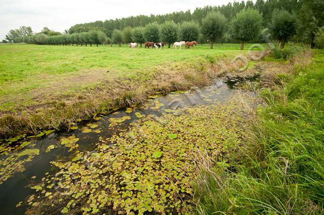 Sloot met kikkerbeet PVH3-44043