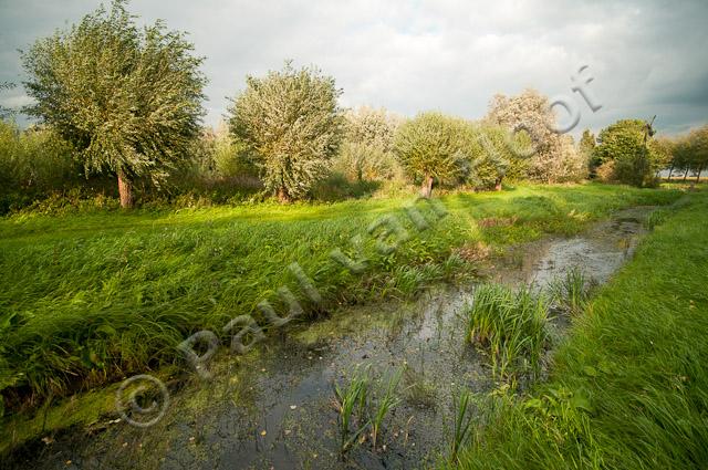 Sloot met knotwilgen PVH3-44067