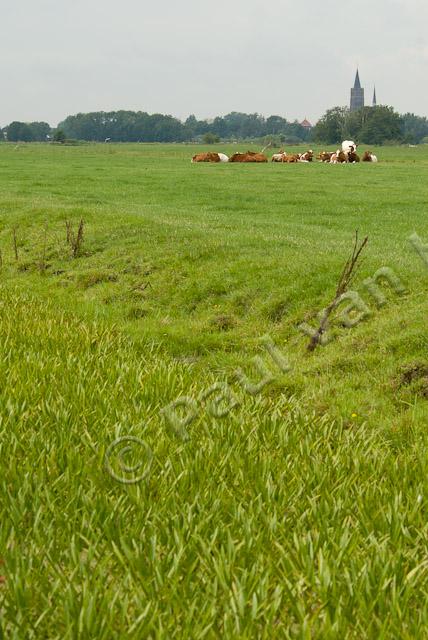 Sloot met krabbenscheer PVH2-3212