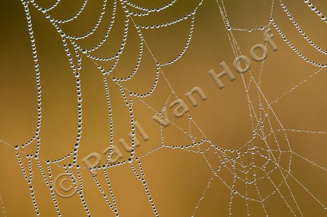 Spinnenweb met dauwdruppels PvH3-22752