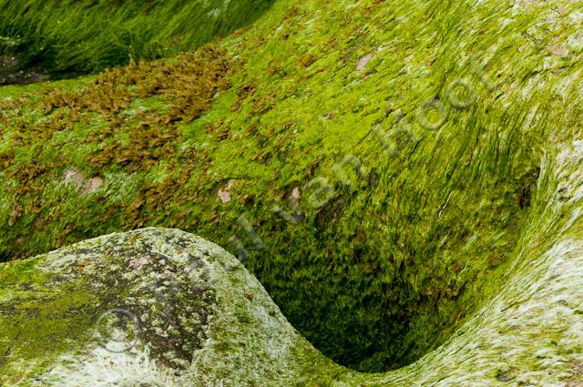 Stenen met algen PVH3-02595