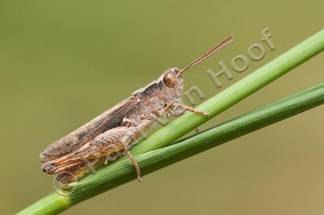 Steppesprinkhaan, mannetje PVH3-20371