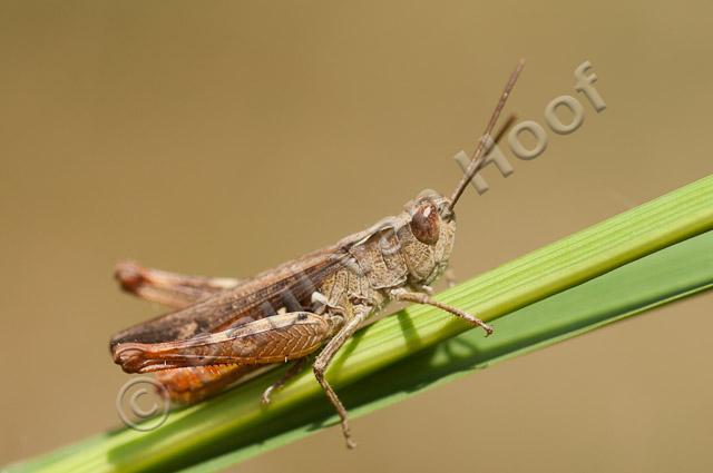 Steppesprinkhaan, mannetje PVH3-20378