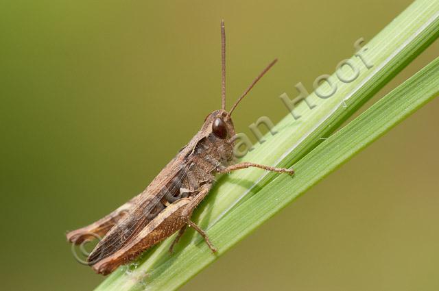 Steppesprinkhaan, mannetje PVH3-20530