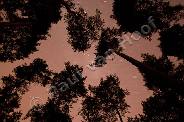 Sterrenhemel boven bos PVH3-05055