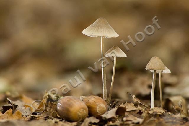 Streepsteelmycena PVH2-6105