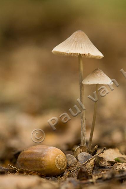 Streepsteelmycena PVH2-6118