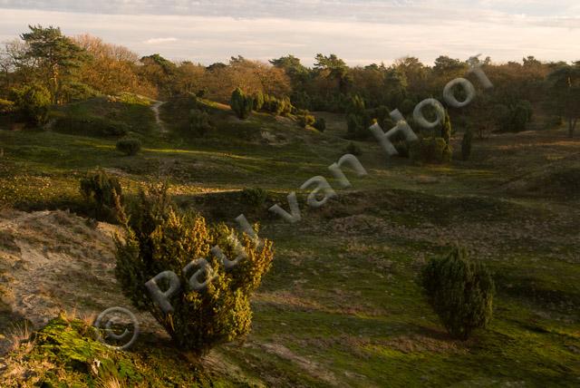 Stuifduinen met jeneverbessen PVH2-6705