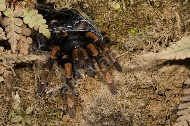 Tarantula PVH70b-0895