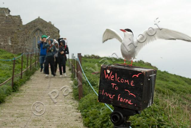 Toeristen op Farne eilanden PVH2-23450