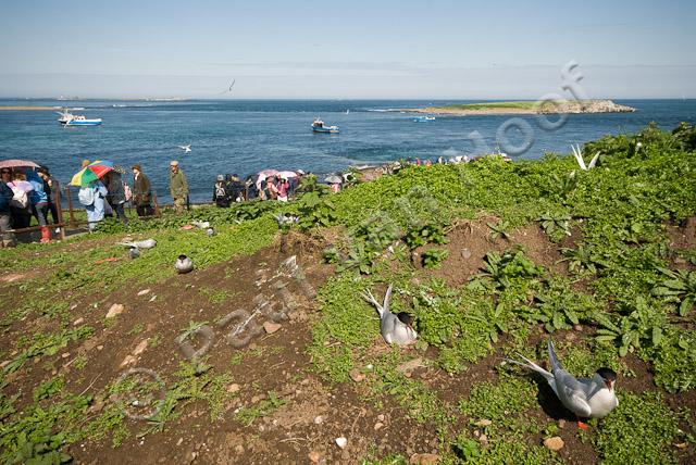 Toeristen op Farne eilanden PVH2-23755