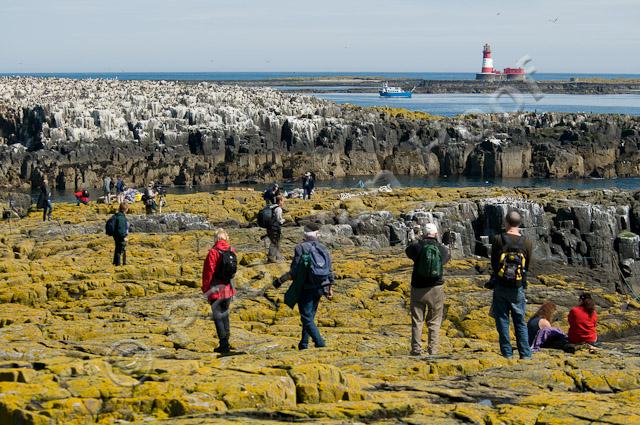 Toeristen op Farne eilanden PVH3-03461