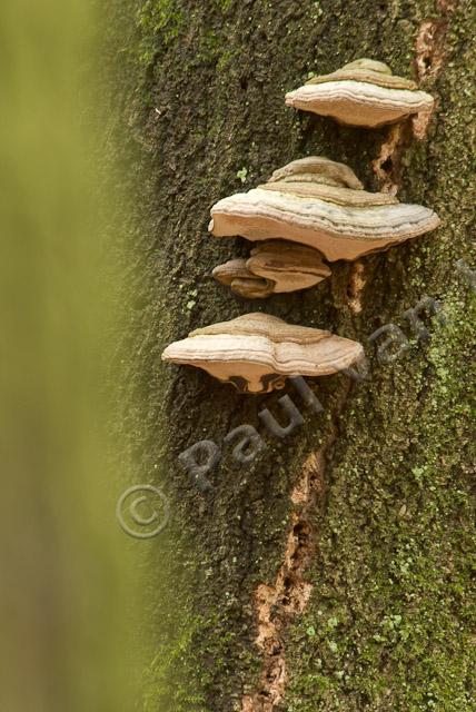 Tonderzwammen op beukenboom PVH2-23085