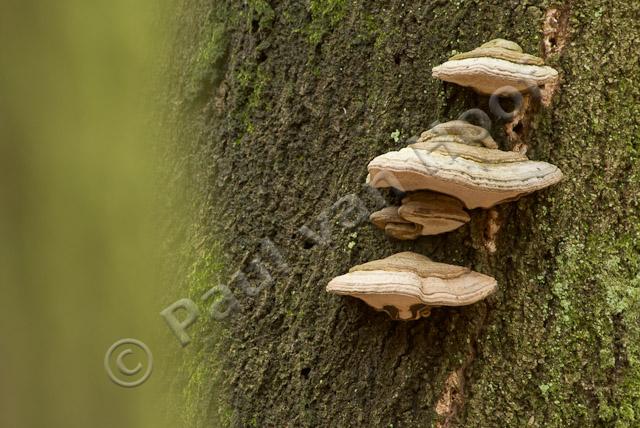 Tonderzwammen op beukenboom PVH2-23088