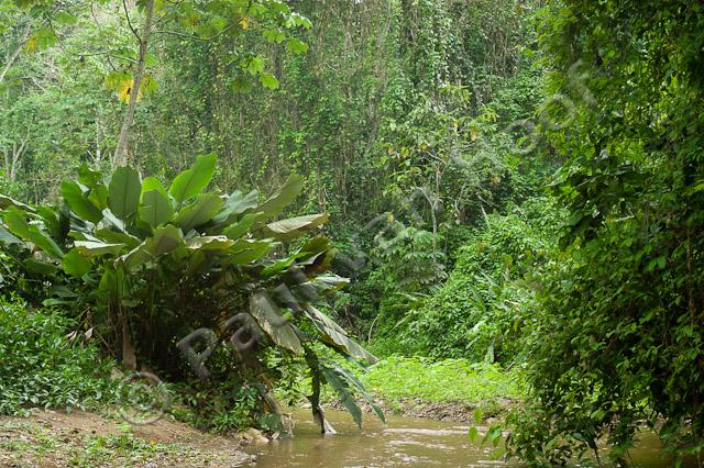 Tropisch regenwoud PVH1b-9191