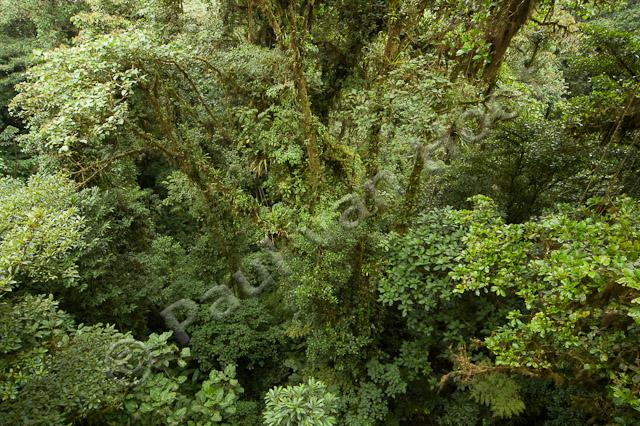 Tropisch regenwoud PVH70b-0813
