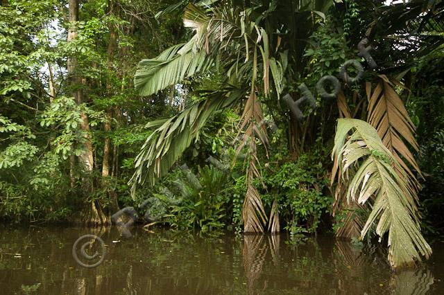 Tropisch regenwoud PVH70b-1783