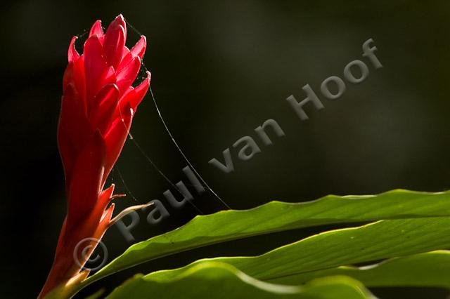 Tropische bloem PVH70b-0352
