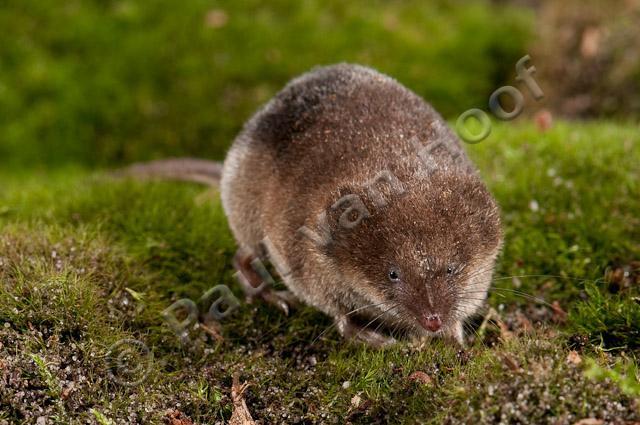 Tweekleurige bosspitsmuis PVH3-27775-Edit