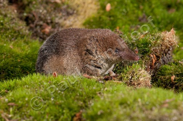 Tweekleurige bosspitsmuis PVH3-27778