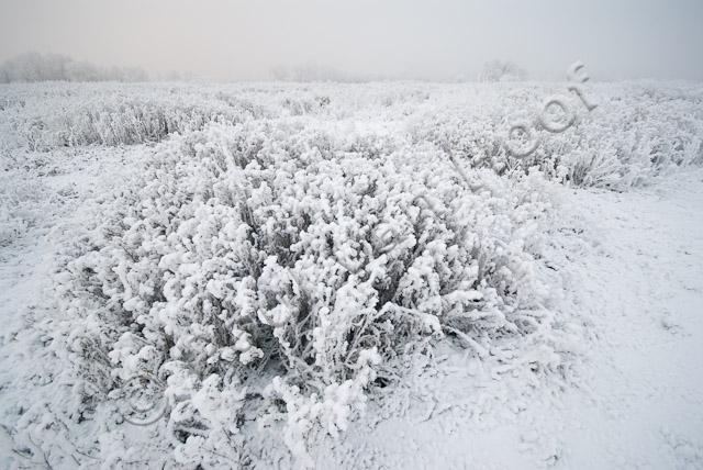 Uiterwaard in winter PVH2-21634