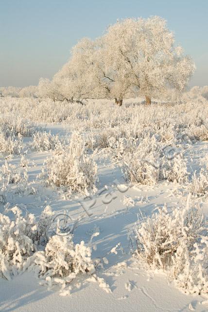 Uiterwaard in winter PVH2-21815