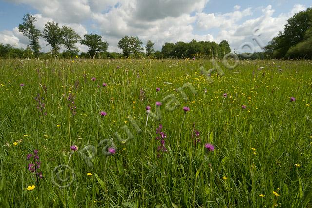 Veld met Spaanse ruiter PVH2-1403