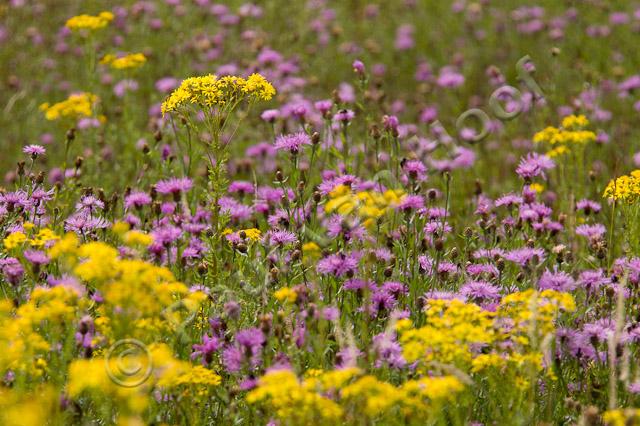 Veld met bloemen PVH1b-5223