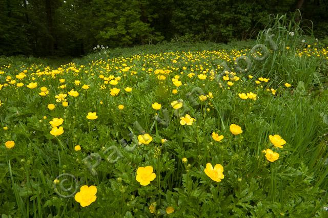 Veld met boterbloemen PVH70b-10281