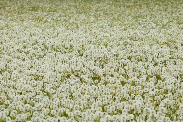 Veld met paardenbloemen PVH70b-10424