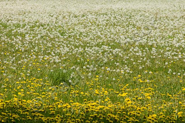 Veld met paardenbloemen PVH70b-10475