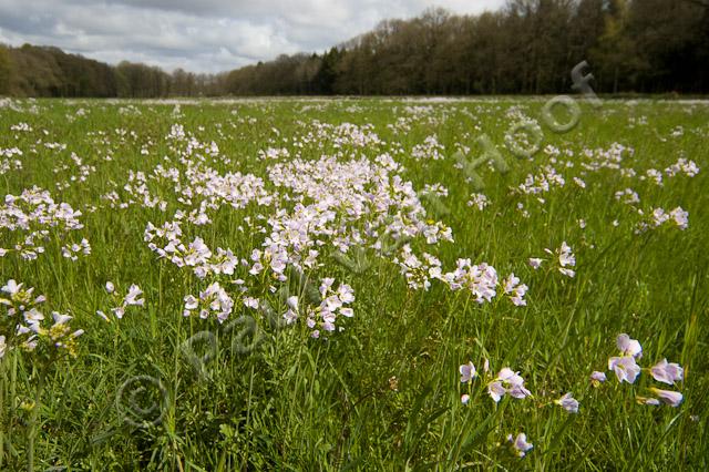 Veld met pinksterbloemen PVH70b-9208