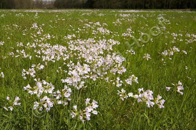 Veld met pinksterbloemen PVH70b-9209