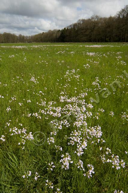 Veld met pinksterbloemen PVH70b-9210