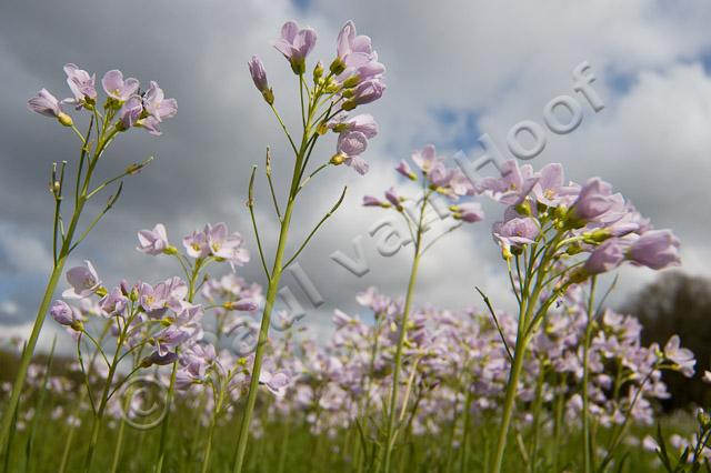 Veld met pinksterbloemen PVH70b-9212