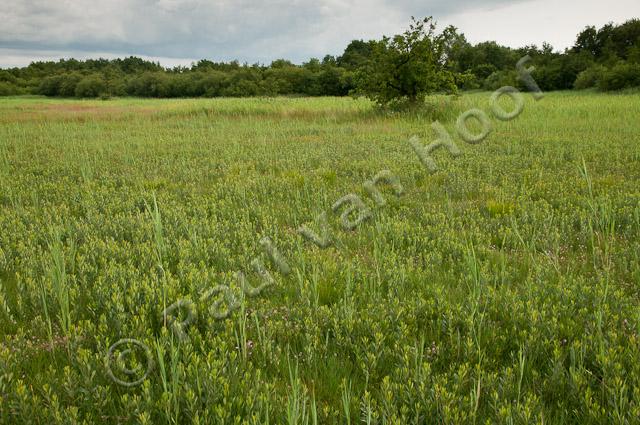 Veld met wilde gagel PVH3-39995