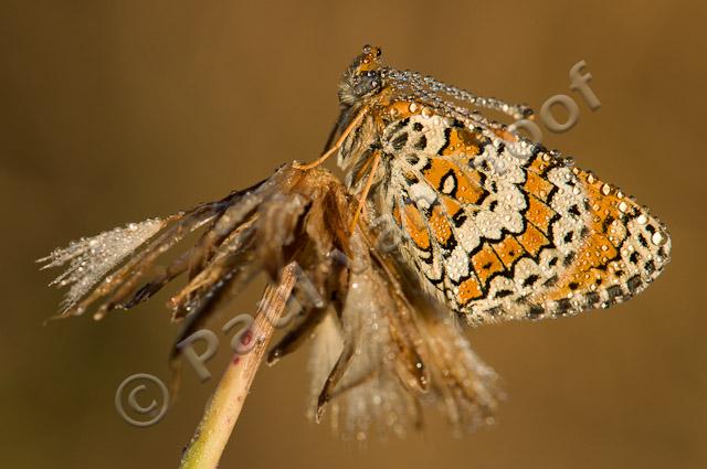 Veldparelmoervlinder met dauwdruppels PvH3-22783