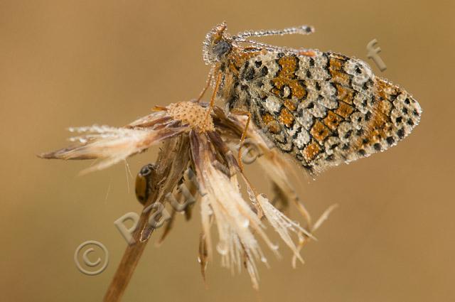 Veldparelmoervlinder met dauwdruppels PvH3-23915