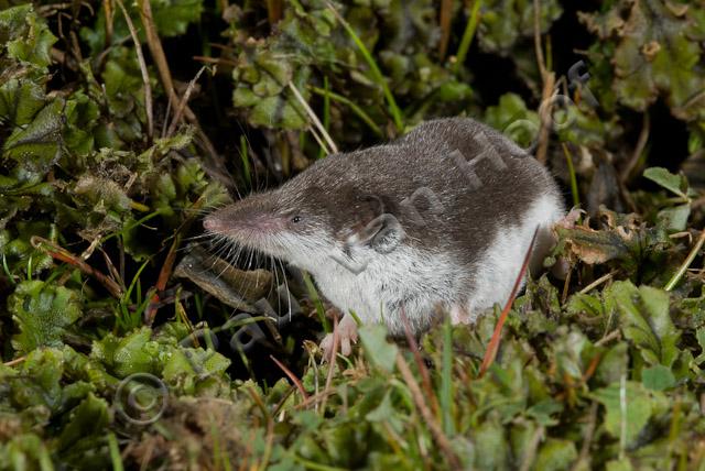 Veldspitsmuis PVH2-20358