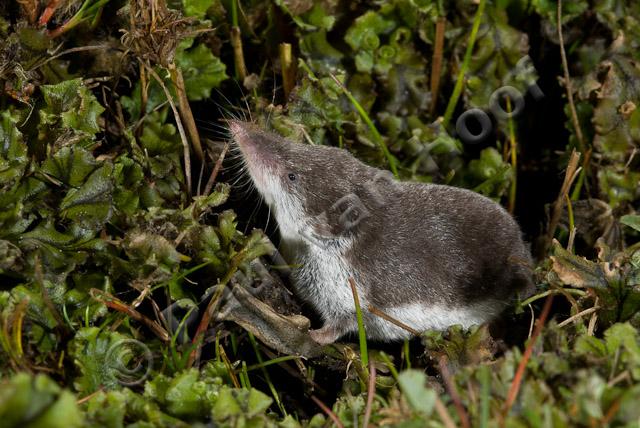 Veldspitsmuis PVH2-20360