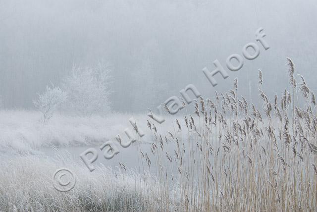 Ven met riet in winter PVH2-7980