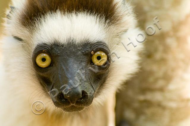 Verreaux's sifaka PvH3-11180