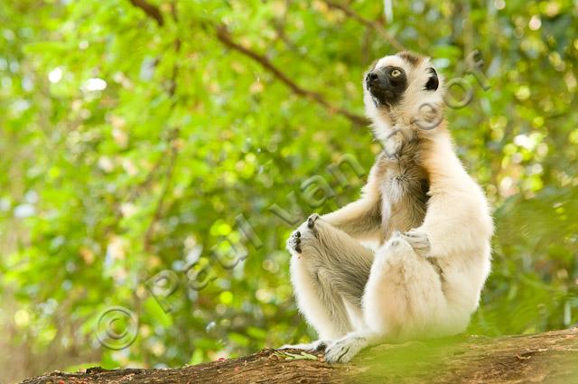 Verreaux's sifaka PvH3-11672