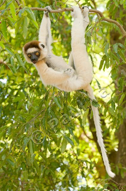 Verreaux's sifaka PvH3-11675