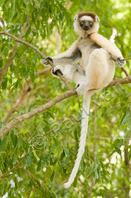 Verreaux's sifaka PvH3-11693