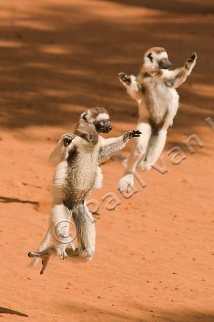 Verreaux's sifaka PvH3-12265