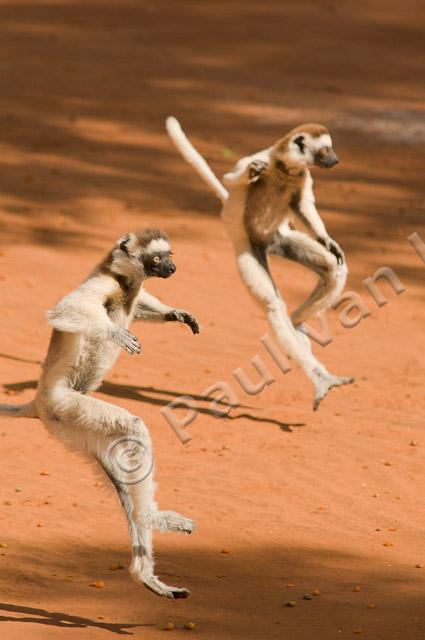 Verreaux's sifaka PvH3-12266