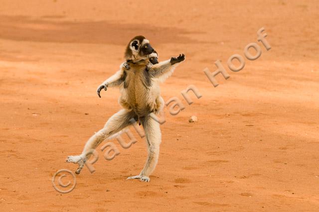 Verreaux's sifaka PvH3-12752