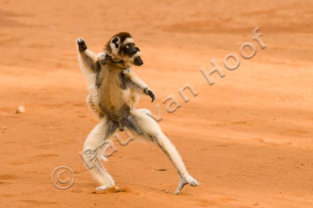 Verreaux's sifaka PvH3-12754