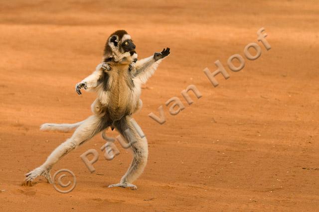 Verreaux's sifaka PvH3-12759